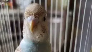 my new bird
