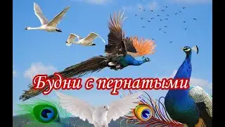 Расправь крылья вместе с НАМИ! СТРАУСЫ, ПАВЛИНЫ и фруктовые деревья ..