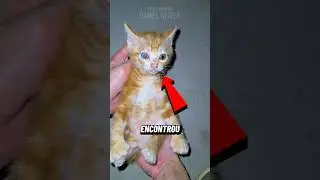 Esse GATINHO Tem Uma MUTAÇÃO Genética INCRÍVEL! (créditos: 校校校校校校长/QunFa256888 no Douyin)