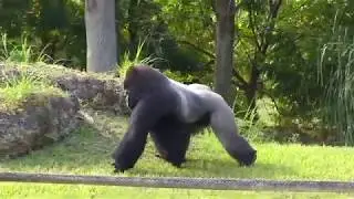 Zoocademy - Gorillas - Zoo Miami