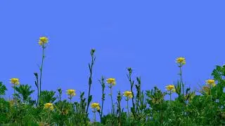 Grass video.