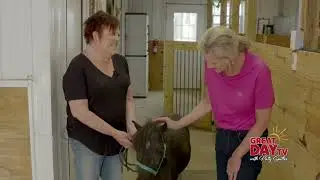 Miniature Horses Provide Big Smiles