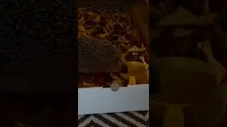 Süßer Igel auf Futtersuche #igel #herbst #hedgehog