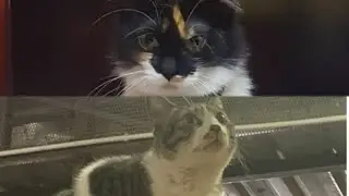 my cats edits