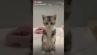 Котёнок танцует, кто видел?