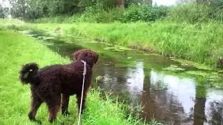 Wetterhoun ziet waterhoen
