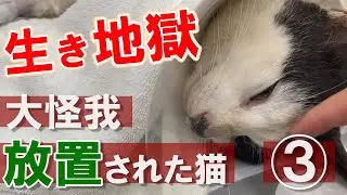 【生き地獄】※閲覧注意　大怪我を放置され続けた猫③：６９９