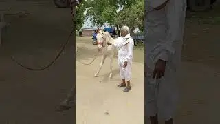 horse short video 