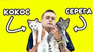 OfficialZelel - Песня про котят(Серега и Кокос) или (Тимон и Васька). (Holy Baam Ai Cover)