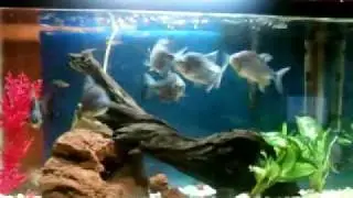 Acuario Dulce | Alimentando Pirañas Pacu