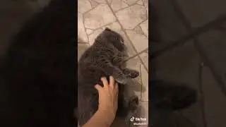 Толстый мой претолстый жирный кот