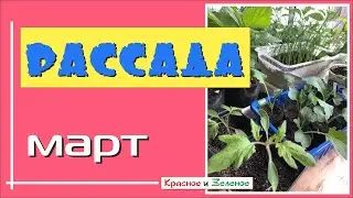 РАССАДА Март. Что посеяно и как развивается