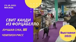Кане корсо Свит Канди из Форцабелло - BOS, ЛС, Чемпион РФСС