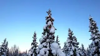 Зимний лес (winter forest)