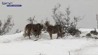 Снежна разходка около селата в района на Кърджали и брега на яз. 