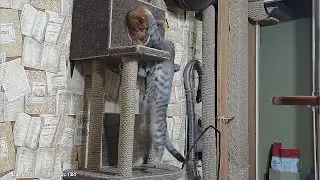 Если бы котики умели говорить? Диалоги двух котеек-друзей