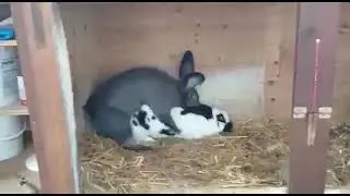 Rabbits having sex lolol