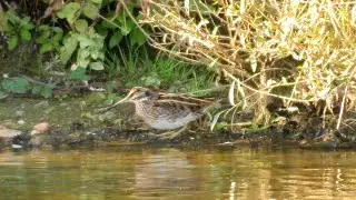 Jack Snipe at Willington, Derbyshire, 15th October, 2021