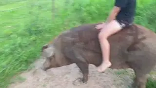 Riding pig