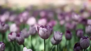 横浜公園　チューリップ