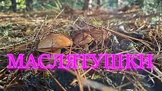 ГРИБЫ МАСЛЯТА