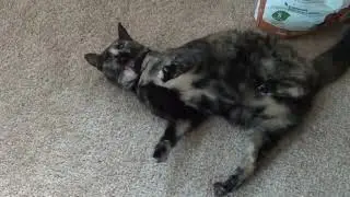 generalized tonic clonic seizures cats