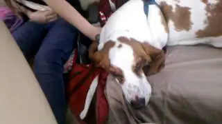 Barney on the way to the vet.