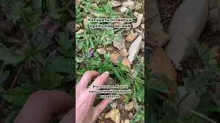 Мы на закрытой выработке кальцитов и кварцев на Яве