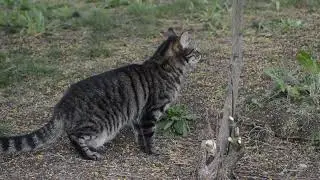 Mi Gata sale a la Calle! (MUCHO VIENTO)