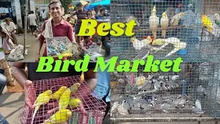 Best Bird Market Best Bird Market In Kolkata Wholesale Market In Kolkata #myfirstvlog #birdvlog