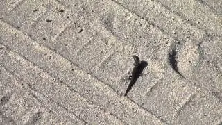 Ящерица бежит  lizard runs