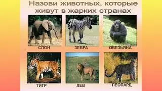 "Животные жарких стран"