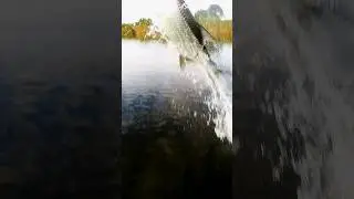neaking your SUP into a place you're not supposed to is one thing. Finding Tarpon worth it.