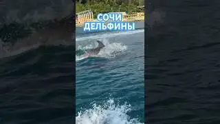 Выгуливаю дельфинов в Сочи #jetski #дельфин #сочи #гидроцикл