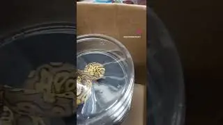 #ballpython #ballpythons #snake #reptile #reptiles #snakevideo #python #flipaclip #funny #fyp