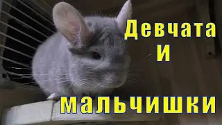 МОРСКИЕ СВИНКИ И ШИНШИЛЛЫ / КАК НАШИ ДЕЛА?