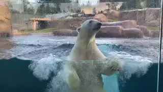 Cute Animals Filmed By Zoo Keepers