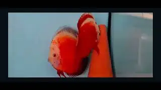Red valentine breeding pair Chen’s uk