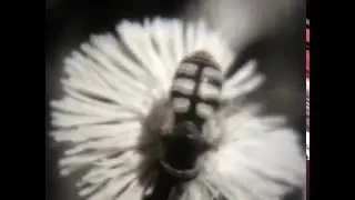 Отряд двукрылые