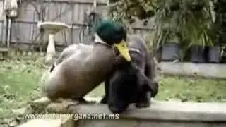 Hund und Ente