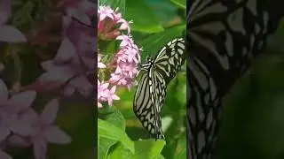 Butterfly Place #westfordma #massachusettsrealtor #westfordmarealtor #massachusetts #westfordmahomes