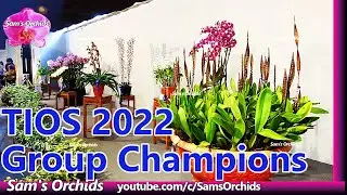 Taiwan International Orchid Show (TIOS) 2022 group champions