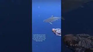 Tiger shark dive with One Ocean Diving🦈❤️ #sharks #savesharks #savetheocean #ocean #hawaii #dive #1