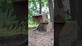 Wow Amazing Pigeon Bird Trap. #shortvideo #birds #animaltrap