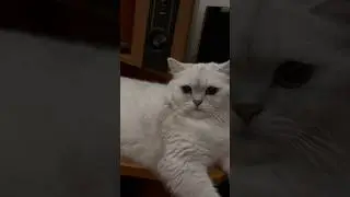 Как же достал кожаный с этой камерой 🐈😡..!!
