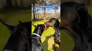 Dobermann love #shorts #doberman #love #doglover #dog