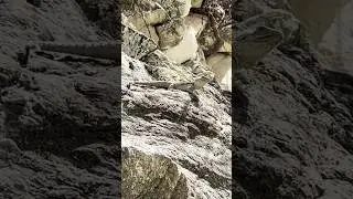 AGAMA LIZARD IN CYPRUS