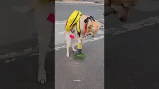 Dog Does INSANE Trick While Taking Kid Home! 😱🔥 