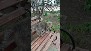 Война в Украине: хвостатых приютили в женском монастыре Одессы