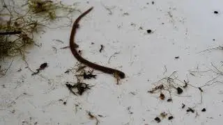 A Leech Using its Posterior and Anterior Sucker for Locomotion